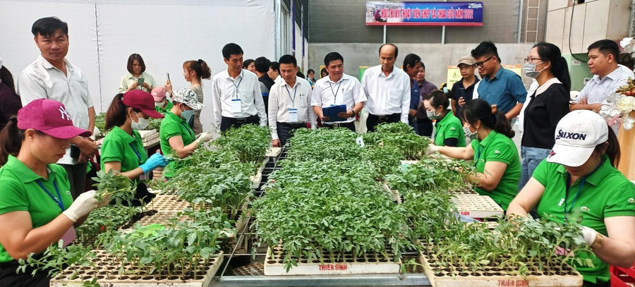 Hội thi đã thu hút 30 kỹ thuật viên ghép cà chua đến từ 10 vườn ươm của tỉnh Lâm Đồng. Hội thi đã thu hút 30 kỹ thuật viên ghép cà chua đến từ 10 vườn ươm của tỉnh Lâm Đồng.