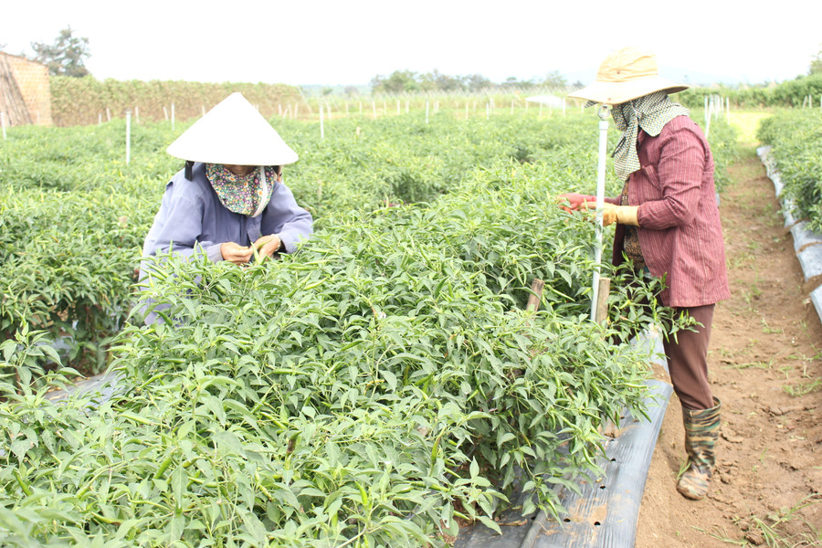 Cây ớt Gia Lai đã được cấp 20 mã vùng trồng. Ảnh: Nguyễn Diệp