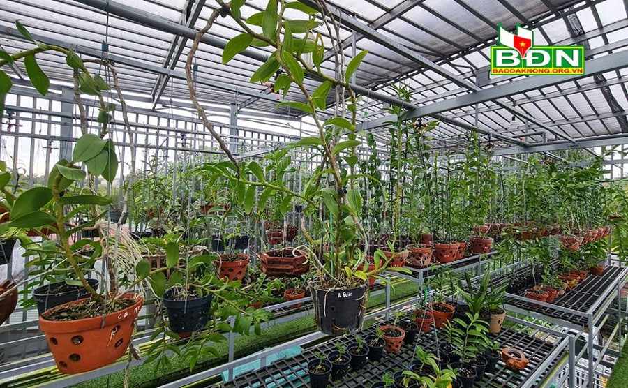 Một vườn lan đột biến được đầu tư nhiều tiền nhưng hiện tại không được chăm sóc như trước. Một vườn lan đột biến được đầu tư nhiều tiền nhưng hiện tại không được chăm sóc như trước