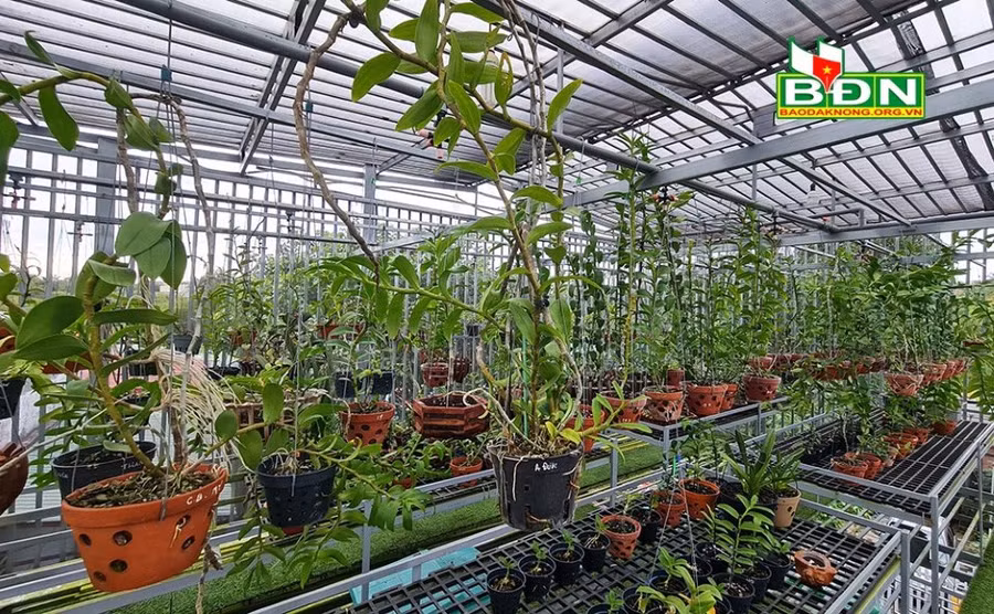 Một vườn lan đột biến được đầu tư nhiều tiền nhưng hiện tại không được chăm sóc như trước