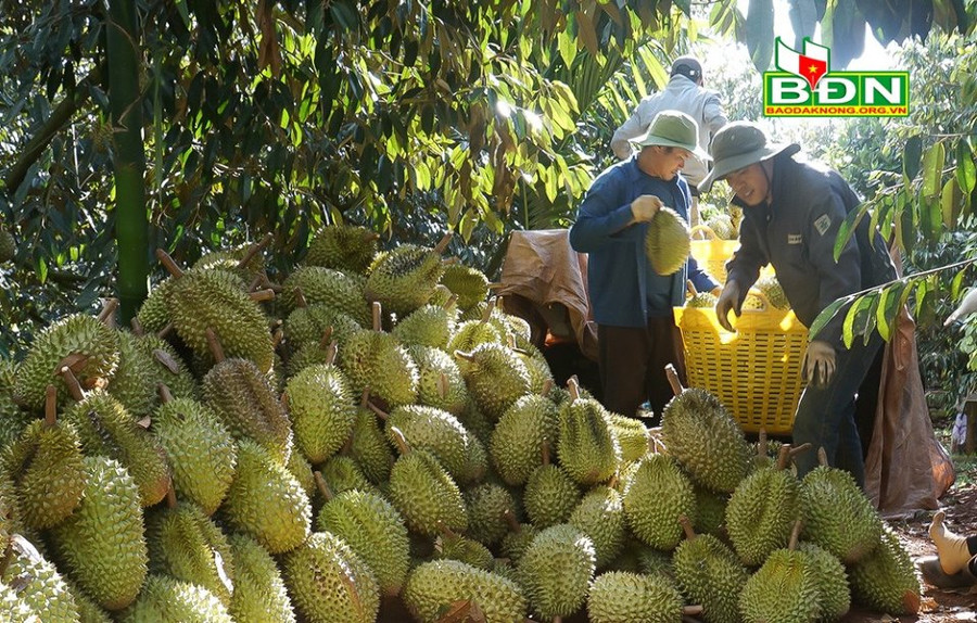 Sầu riêng được thương lái tới vườn thu mua