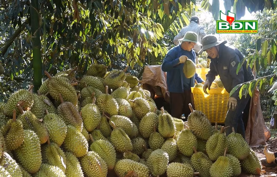 Sầu riêng được thương lái tới vườn thu mua