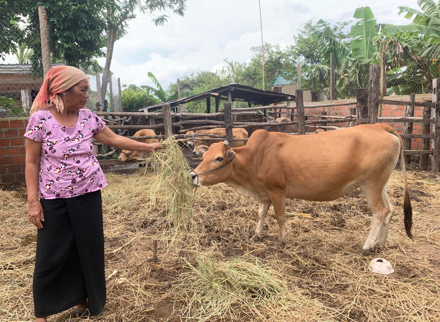 Bà Nay H’Nhit (buôn Hiao, xã Chư Băh) vui mừng khi con bò được Nông hội chăn nuôi bò hỗ trợ sắp đẻ bê con. Ảnh: Vũ Chi