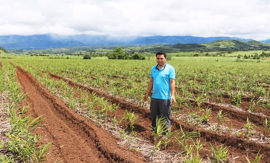 Diện tích cây gừng của gia đình anh Phạm Văn Khiêm, xã An Trung, huyện Kông Chro. Ảnh: Ngọc Minh Diện tích cây gừng của gia đình anh Phạm Văn Khiêm, xã An Trung, huyện Kông Chro. Ảnh: Ngọc Minh