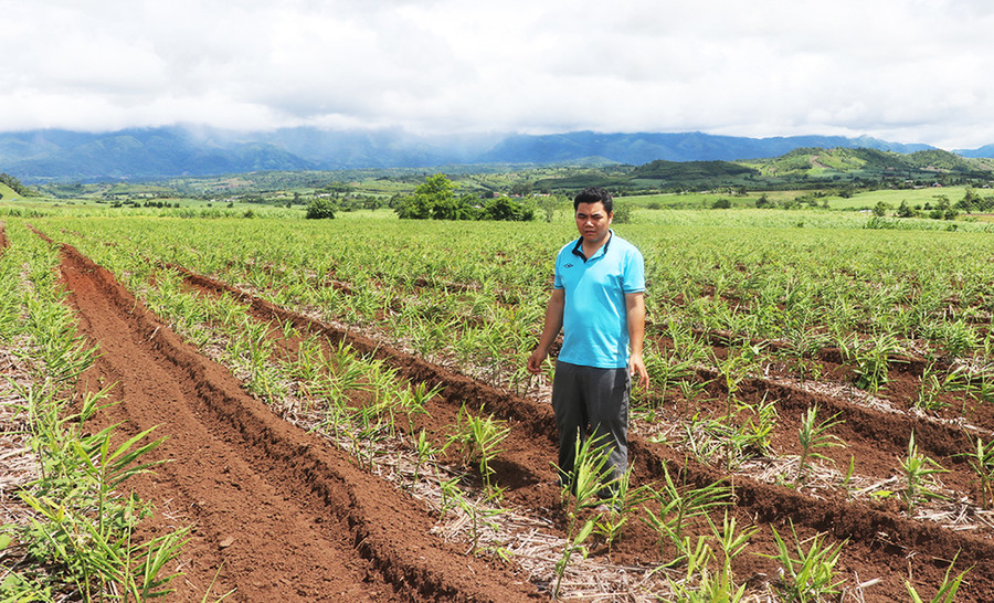 Diện tích cây gừng của gia đình anh Phạm Văn Khiêm, xã An Trung, huyện Kông Chro. Ảnh: Ngọc Minh