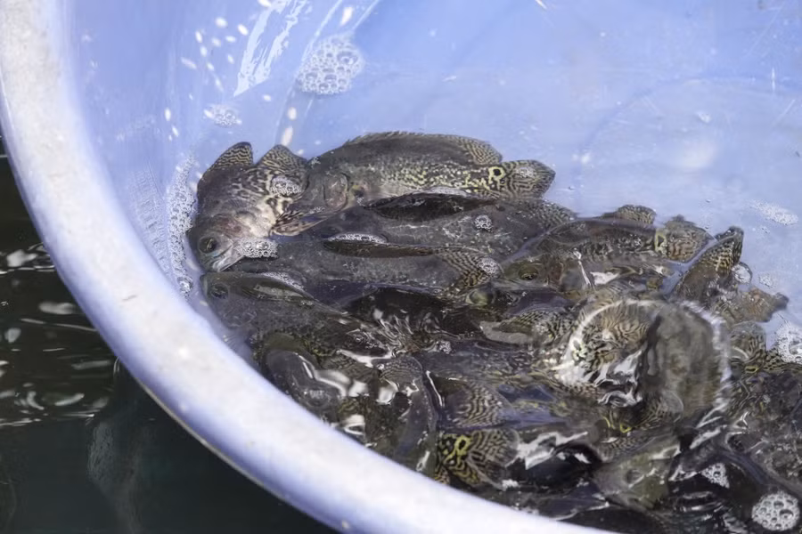 Lứa cá tai tượng da beo đen được anh Thức chuẩn bị xuất bán. Ảnh: Duy Tân