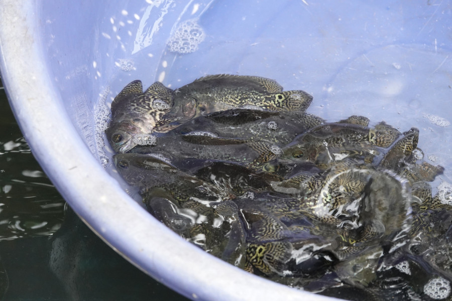 Lứa cá tai tượng da beo đen được anh Thức chuẩn bị xuất bán. Ảnh: Duy Tân Lứa cá tai tượng da beo đen được anh Thức chuẩn bị xuất bán. Ảnh: Duy Tân