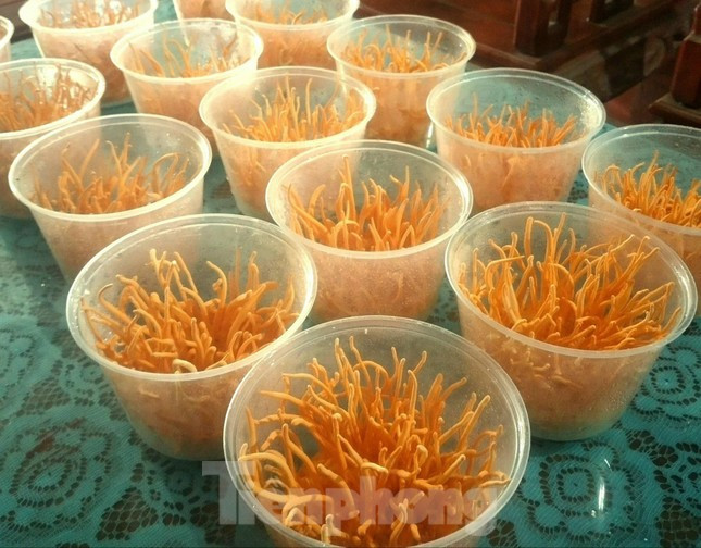 Khi thu hoạch, đông trình hạ thảo được tách đế, sấy khô hoặc sấy lạnh, sau đó đóng gói thành sản phẩm nhập ra thị trường.