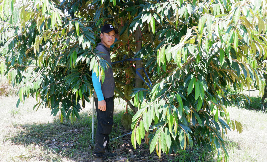 Anh Đỗ Văn Tuấn Anh, chủ vườn sầu riêng tại thôn 8, xã Ia Tơi, huyện Ia H'Drai, tỉnh Kon Tum. Vườn sầu riêng của gia đình anh Tuấn Anh rộng 10ha, trong đó đã có hàng trăm cây sầu riêng bước vào thời kỳ khai thác quả. Anh Đỗ Văn Tuấn Anh, chủ vườn sầu riêng tại thôn 8, xã Ia Tơi, huyện Ia H'Drai, tỉnh Kon Tum. Vườn sầu riêng của gia đình anh Tuấn Anh rộng 10ha, trong đó đã có hàng trăm cây sầu riêng bước vào thời kỳ khai thác quả.