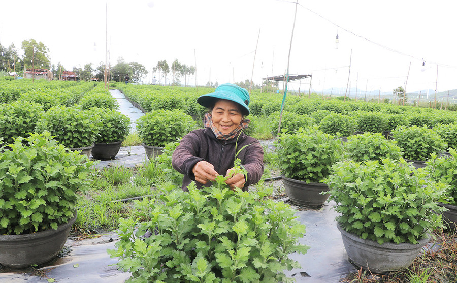  Người trồng hoa tại thị xã An Khê đang hối hả chăm nom, hoàn tất các công đoạn cho ra sản phẩm chất lượng, hứa hẹn vụ Tết Nguyên đán Qúy Mão 2023 bội thu. Ảnh: Ngọc Minh