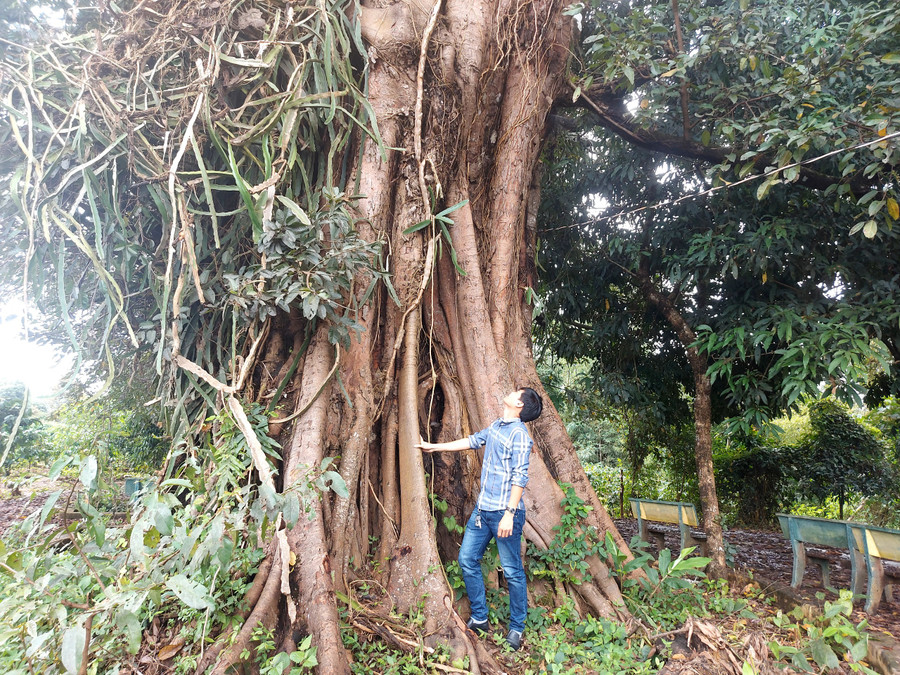 Những cây đa ở làng Ia Nueng có tuổi đời hàng trăm năm. Ảnh: Hoành Sơn