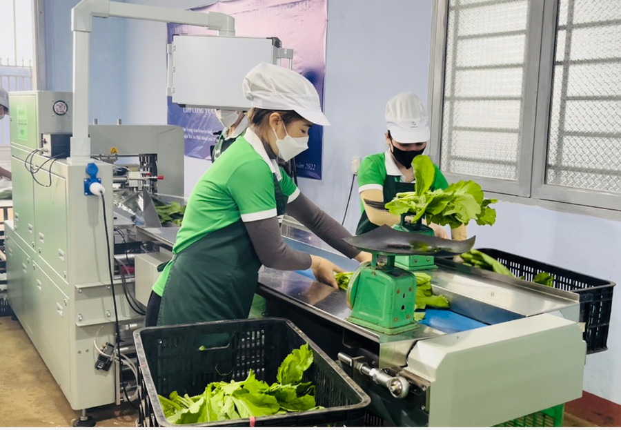 Máy đóng gói tự động giúp doanh nghiệp nâng cao chất lượng sản phẩm rau củ, tăng sức cạnh tranh trên thị trường. Ảnh: Vũ Thảo Việc đầu tư máy đóng gói tự động giúp doanh nghiệp nâng cao chất lượng sản phẩm rau củ, tăng sức cạnh tranh trên thị trường. Ảnh: Vũ Thảo