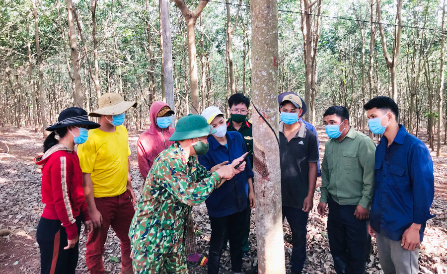 Cán bộ Công ty Bình Dương (Binh đoàn 15) hướng dẫn bà con địa phương cạo mủ cao su. Ảnh: Lê Quang