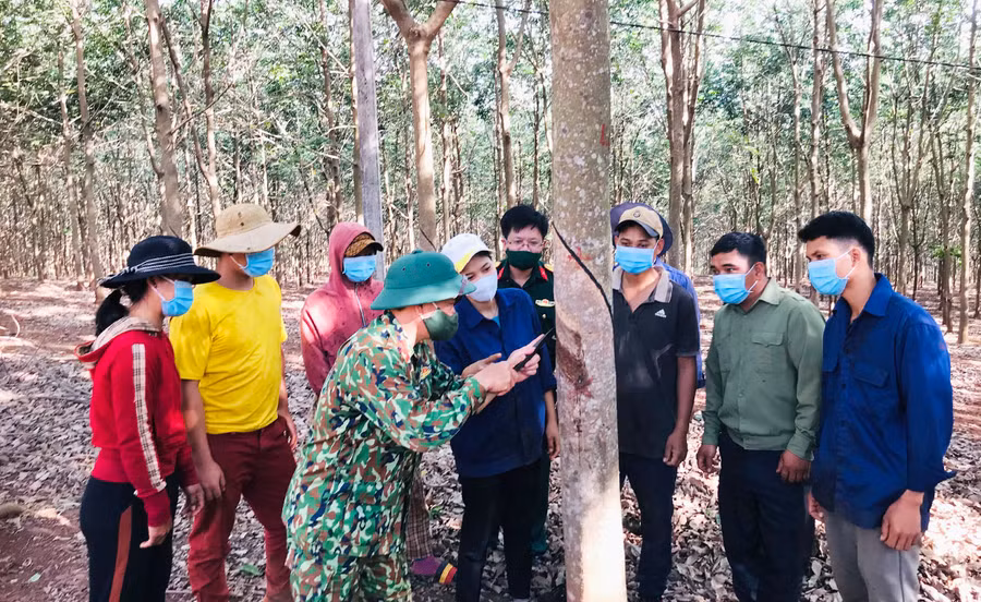 Cán bộ Công ty Bình Dương (Binh đoàn 15) hướng dẫn bà con địa phương cạo mủ cao su. Ảnh: Lê Quang