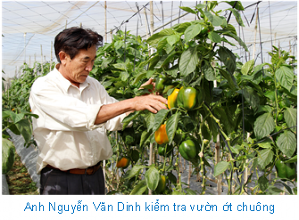Anh Nguyễn Văn Dinh kiểm tra vườn trồng ớt chuông áp dụng nông nghiệp công nghệ cao của gia đình tại xã Lạc Lâm được Hội Nông dân huyện Đơn Dương (Lâm Đồng). Anh Nguyễn Văn Dinh kiểm tra vườn trồng ớt chuông áp dụng nông nghiệp công nghệ cao của gia đình tại xã Lạc Lâm được Hội Nông dân huyện Đơn Dương (Lâm Đồng).