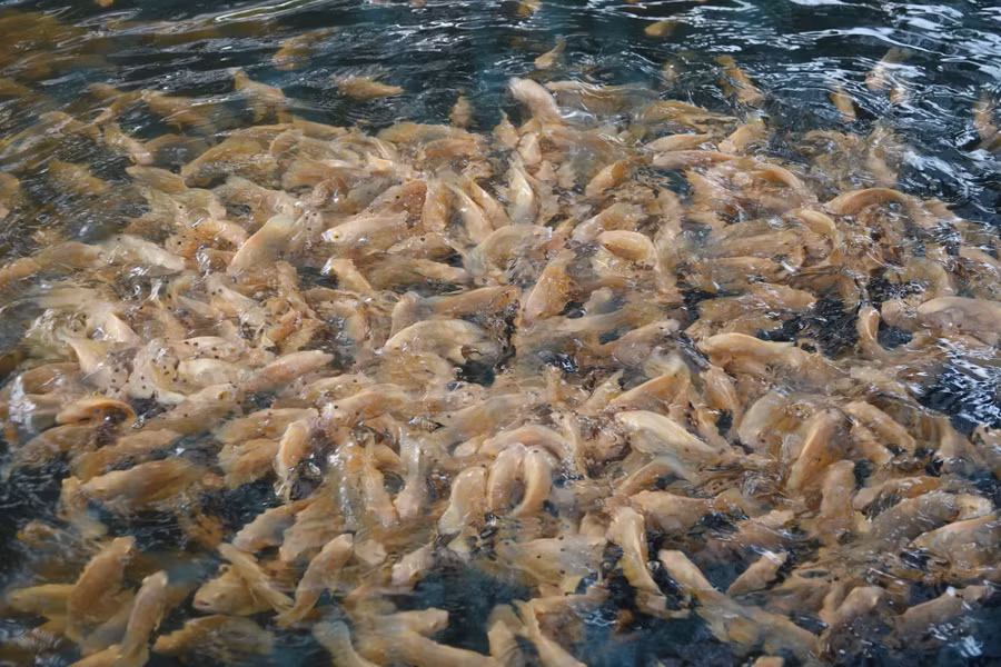 Mỗi năm, anh Thức bán từ 200.000-300.000 con cá giống. Ảnh: Duy Tân