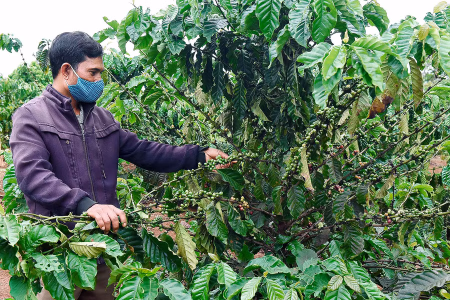 Không khí ngày mùa đã rộn ràng trên những nương cà phê. Ảnh: Đức Thụy Ảnh: Đức Thụy