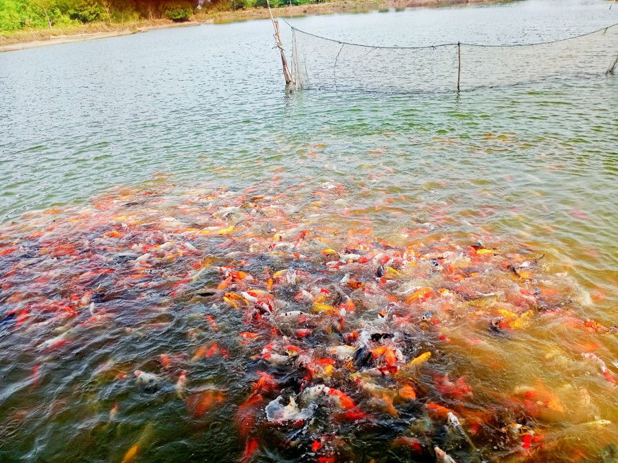 Mỗi năm anh Ngọc cung cấp ra thị thường hàng tấn cá Koi. Ảnh: NVCC Mỗi năm anh Ngọc cung cấp ra thị thường hàng tấn cá Koi. Ảnh: NVCC