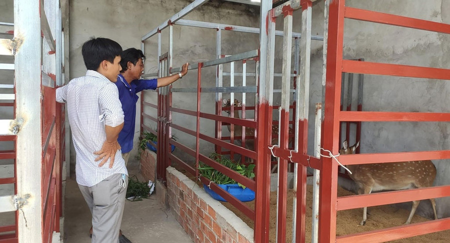 Trại nuôi hươu của anh Việt là nơi được chọn để đoàn viên, thanh niên đến tham quan học hỏi nhằm nhân rộng mô hình Trại nuôi hươu của anh Việt là nơi được chọn để đoàn viên, thanh niên đến tham quan học hỏi nhằm nhân rộng mô hình