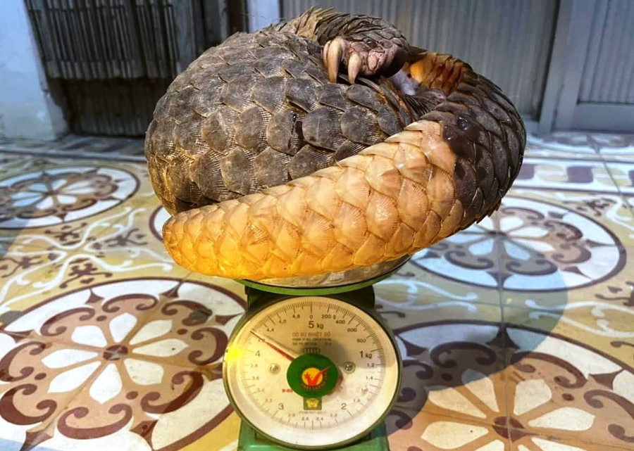 Cá thể tê tê quý hiếm nặng 4,2kg. Ảnh: C.X