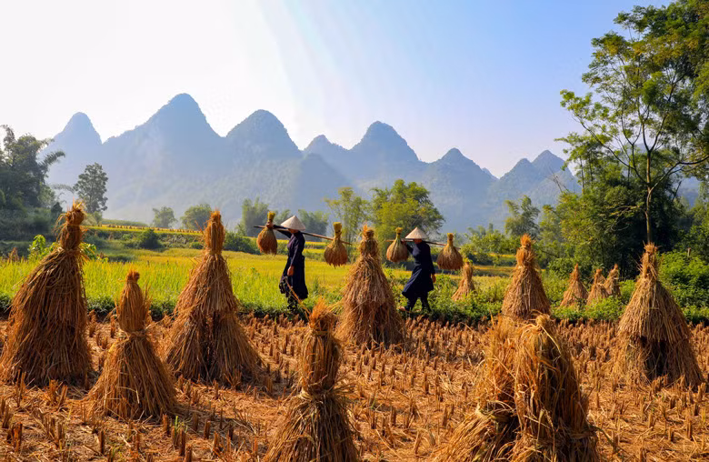 Gánh lúa về. Lúa nếp được bà con cắt phần ngọn, bó túm lại gánh về nhà phơi