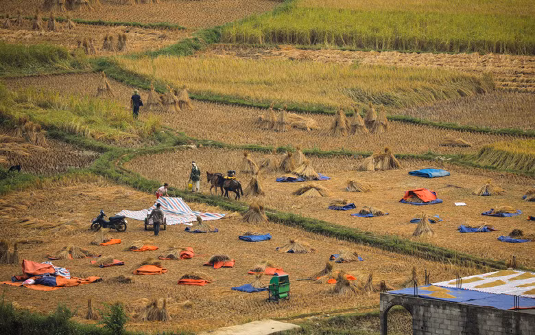 Bà con vùng này vẫn giữ thói quen sử dụng những con la để thồ lúa, phân bón băng qua những cánh đồng thay vì sử dụng xe máy, xe công nông như những nơi khác