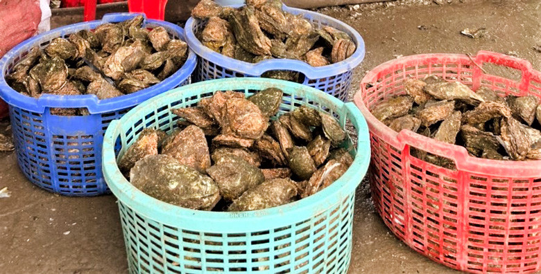 Nông trại sinh thái Người Giữ Rừng thu hoạch mỗi ngày 100 - 200 kg hàu sinh trưởng tự nhiên. Nông trại sinh thái Người Giữ Rừng thu hoạch mỗi ngày 100 - 200 kg hàu sinh trưởng tự nhiên