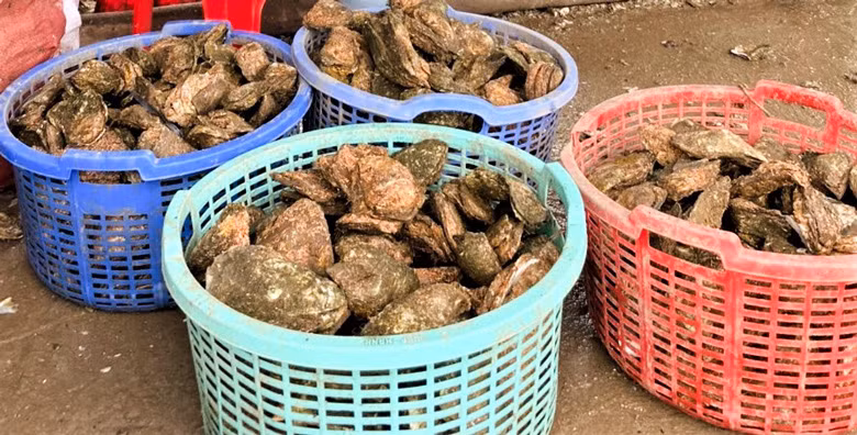 Nông trại sinh thái Người Giữ Rừng thu hoạch mỗi ngày 100 - 200 kg hàu sinh trưởng tự nhiên