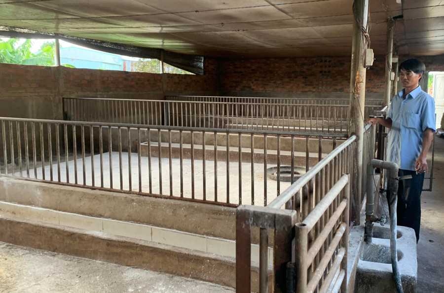 Anh Đào Đình Kỷ (thôn Bình Tây) rầu rĩ nhìn hệ thống chuồng trại bỏ không vì dịch tả heo châu Phi. Ảnh: Vũ Chi
