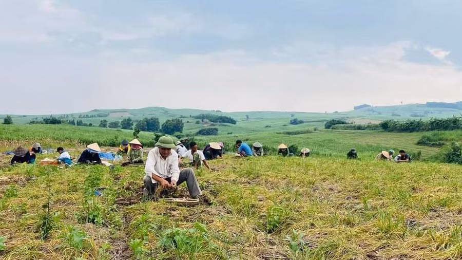 Người dân xã Tơ Tung (huyện Kbang) thu hoạch nén. Ảnh: Minh Ngân