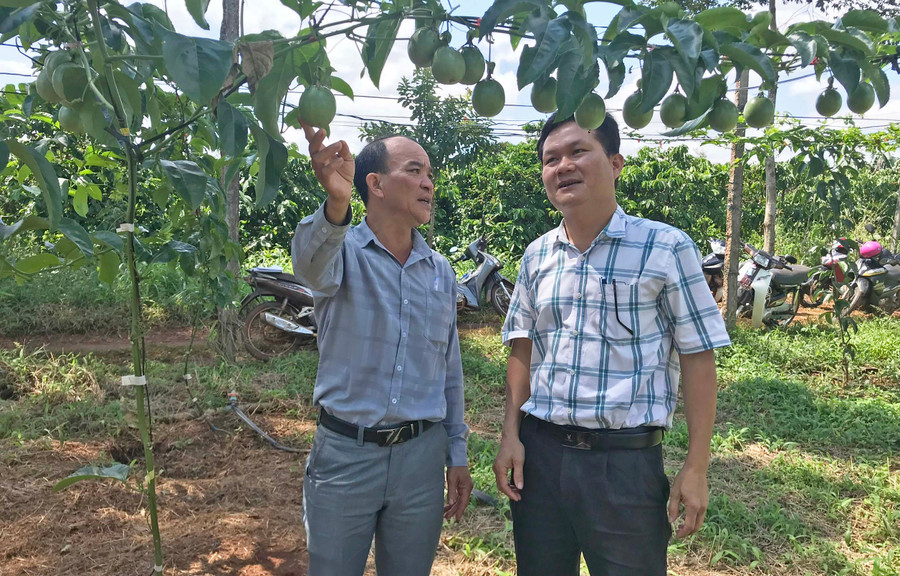 Vườn chanh dây sản xuất theo tiêu chuẩn VietGAP tại xã Ia Phìn. Ảnh: Nguyễn Diệp