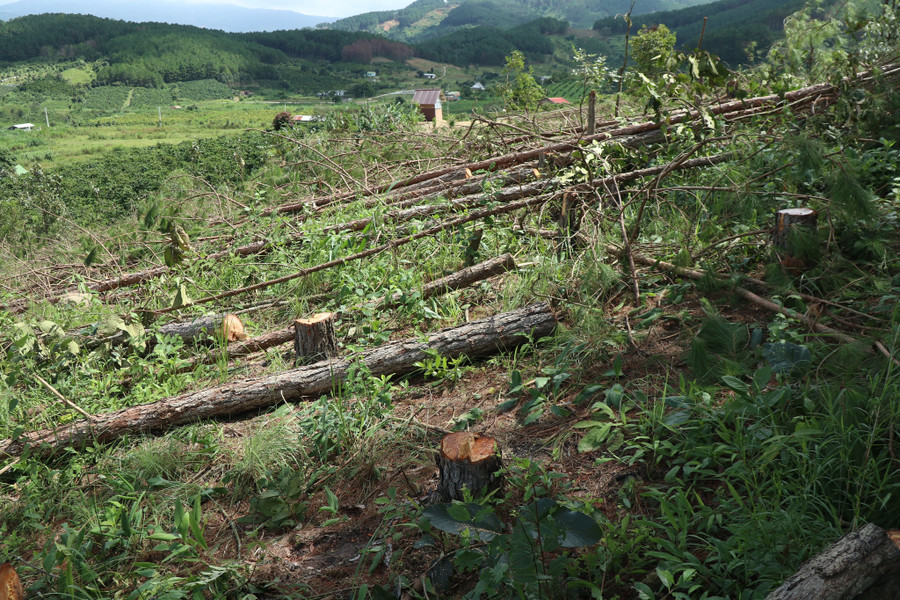 Hiện trường rừng thông bị tàn phá tại tiểu khu 274A. Ảnh: Lâm Viên/Báo Thanh Niên
