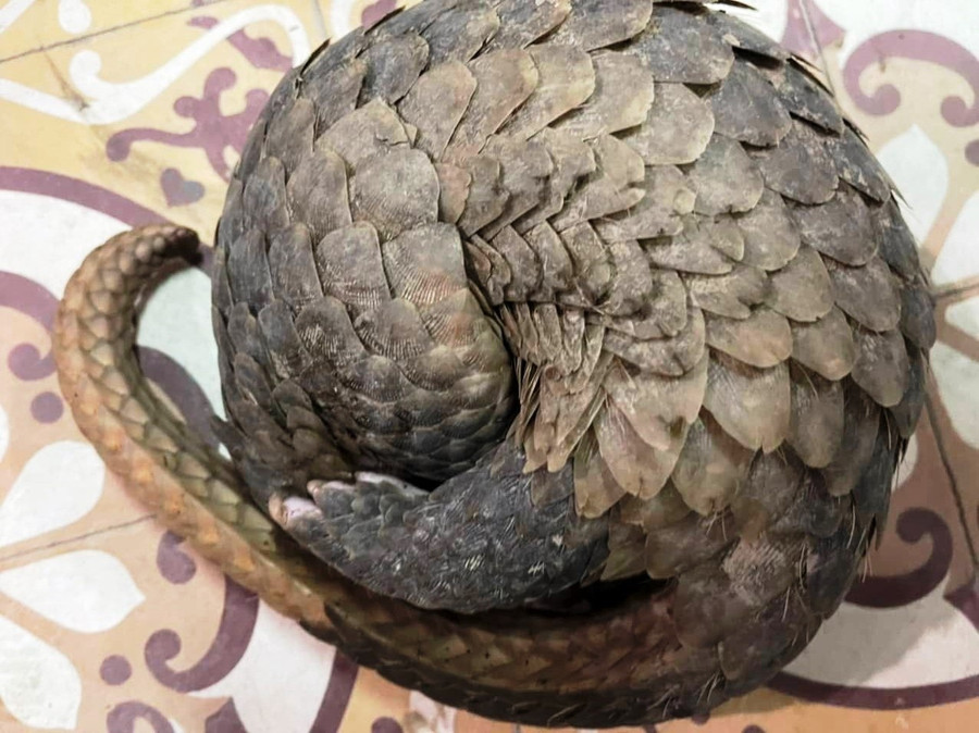 Một cá thể tê tê quý hiếm còn sống. Ảnh: C.X