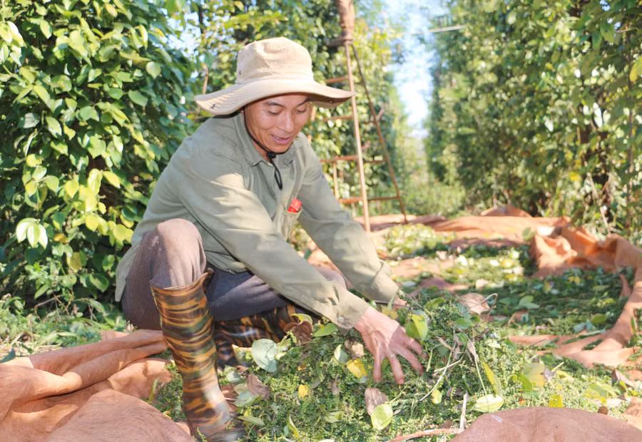 Giá hồ tiêu tại Gia Lai được thu mua ở mức 60.500 đồng/kg. Ảnh: Quang Tấn