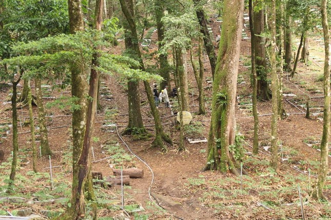  Một vườn sâm Ngọc Linh ở huyện Tu Mơ Rông