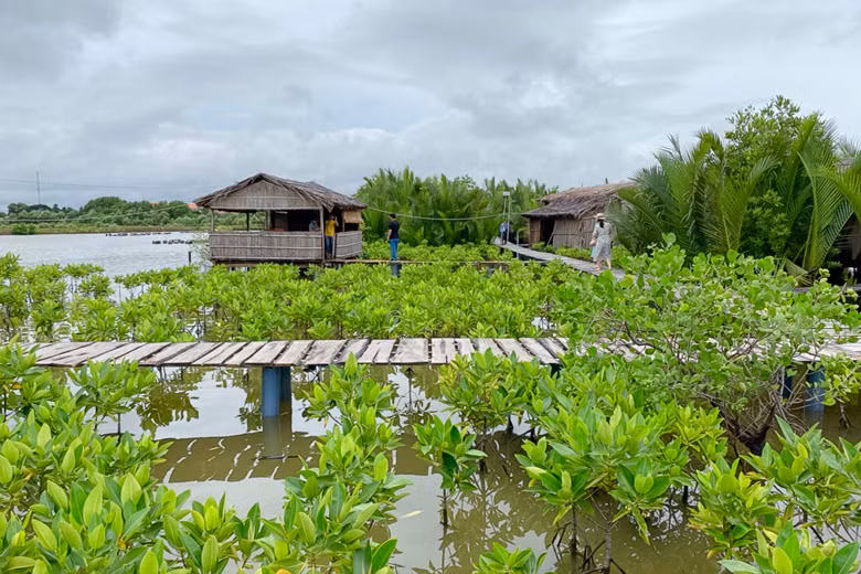 Phủ xanh 8 ha diện tích rừng ngập mặn trong tổng số 23 ha mặt nước tại Nông trại sinh thái Người Giữ Rừng