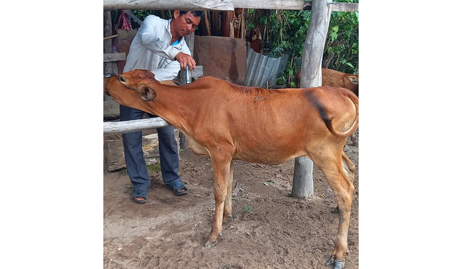 Thực hiện các biện pháp phòng-chống bệnh lở mồm long móng cho đàn bò. Ảnh: Như Loan Thực hiện các biện pháp phòng-chống bệnh lở mồm long móng cho đàn bò. Ảnh: Như Loan