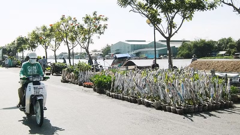 Hoa kiểng tập kết bên bờ sông Sa Đéc chờ thuyền đến bốc.