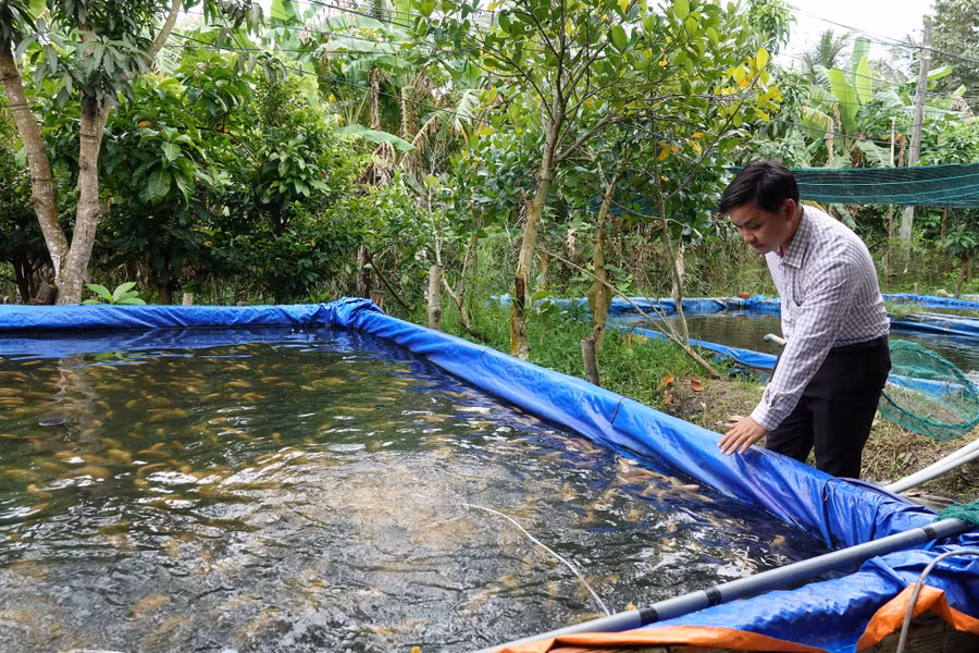  Những bể nuôi cho cá tai tượng da beo lên màu để tăng thêm giá trị. Ảnh: Duy Tân