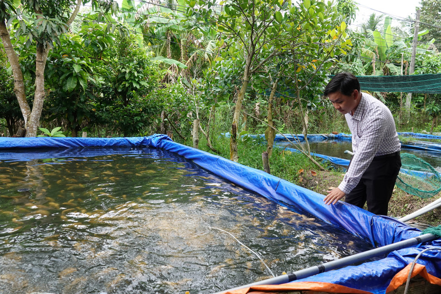 Những bể nuôi cho cá tai tượng da beo lên màu để tăng thêm giá trị. Ảnh: Duy Tân Những bể nuôi cho cá tai tượng da beo lên màu để tăng thêm giá trị. Ảnh: Duy Tân