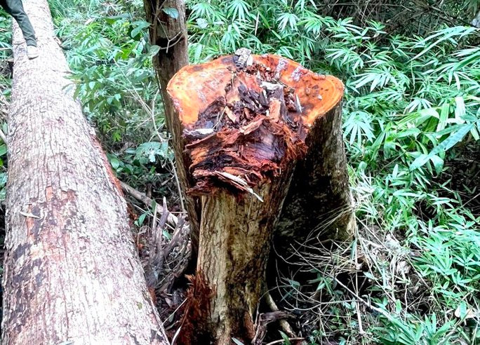 Hiện trường vụ phá rừng ở tỉnh Kon Tum