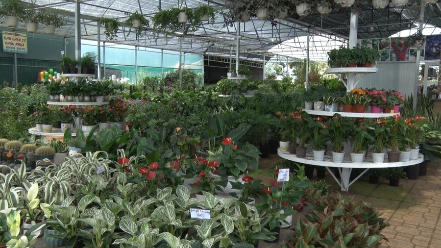 Cây cảnh lá đang là xu hướng tiêu dùng của thị trương cây cảnh. Cây cảnh lá có thể được trưng bày trong nhà, trong phòng, cũng được đặt trang trí cho không gian sân vườn...