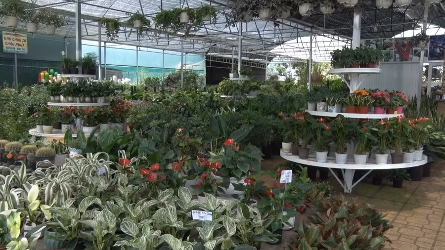 Cây cảnh lá đang là xu hướng tiêu dùng của thị trương cây cảnh. Cây cảnh lá có thể được trưng bày trong nhà, trong phòng, cũng được đặt trang trí cho không gian sân vườn...