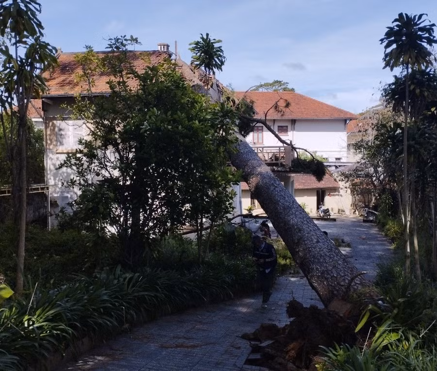 Cây thông cổ thụ bị bật gốc ngã đè mái biệt thự ở đường Huỳnh Thúc Kháng, TP.Đà Lạt. Ảnh: LV