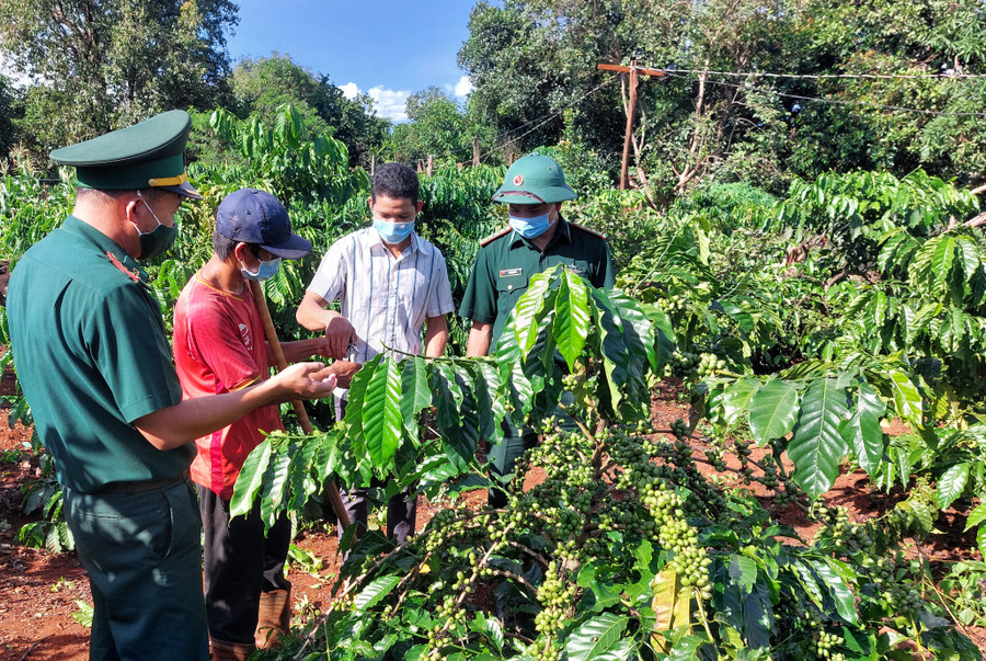 Cán bộ, đảng viên Đồn Biên phòng Ia Pnôn (huyện Đức Cơ) hướng dẫn người dân chăm sóc cây cà phê. Ảnh: Vĩnh Hoàng