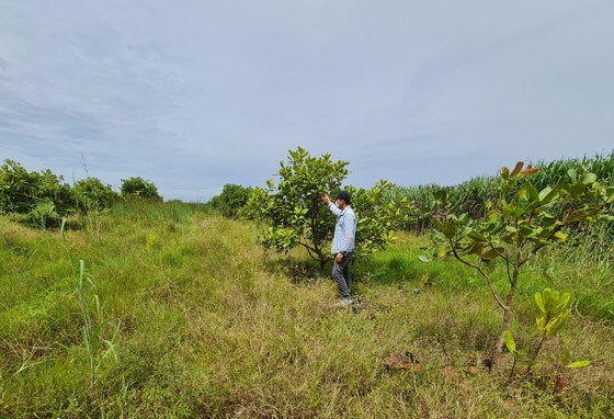 Những vườn cây nông nghiệp ở tiểu khu 246, xã Ea Bung, huyện Ea Súp (Đắk Lắk) đã mọc lên thay thế cho cây rừng
