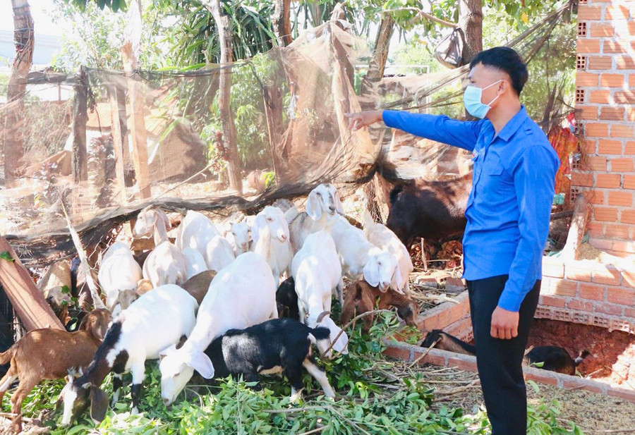 Anh Bùi Đình Long (xã Ia Pal, huyện Chư Sê) khởi nghiệp từ mô hình nuôi dê thuần chủng. Ảnh: Trần Dung Anh Bùi Đình Long (xã Ia Pal, huyện Chư Sê) khởi nghiệp từ mô hình nuôi dê thuần chủng. Ảnh: Trần Dung