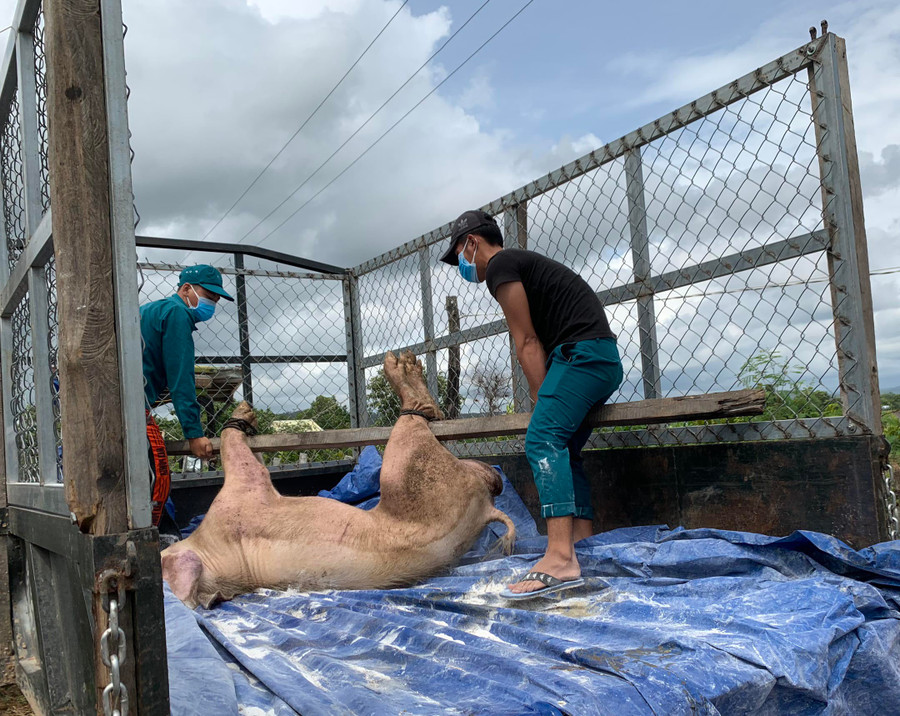 Lực lượng chức năng xã Chư Răng vận chuyển heo bị bệnh đi tiêu hủy. Ảnh: Vũ Chi