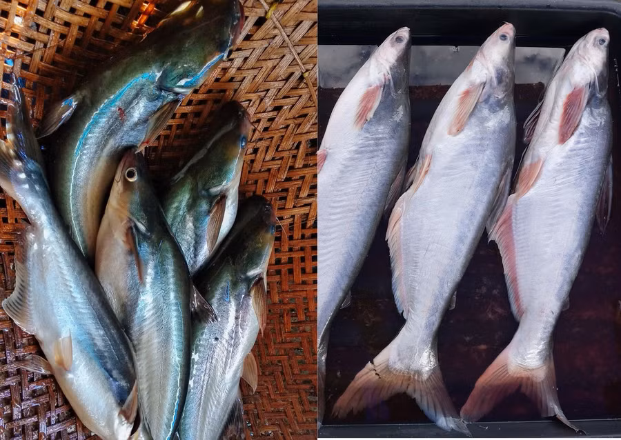 Cá da trơn giàu các chất dinh dưỡng như protein, axit béo omega - 3, vitamin B. Đồ họa: Doãn Hằng