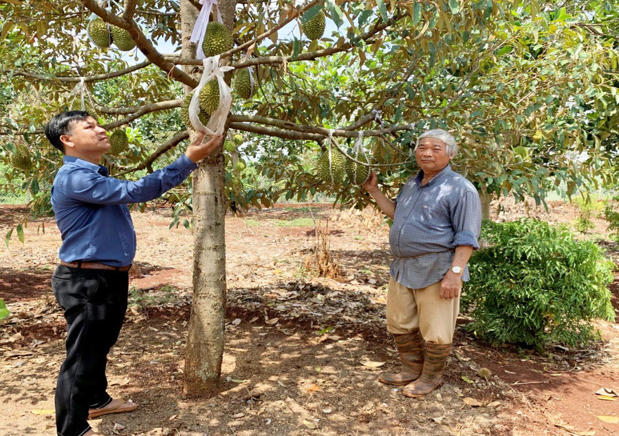 Vườn cây ăn quả ông Nghiệp (bìa trái) đem lại lại thu nhập mỗi năm hơn 300 triệu đồng. Ảnh: Hà Chi